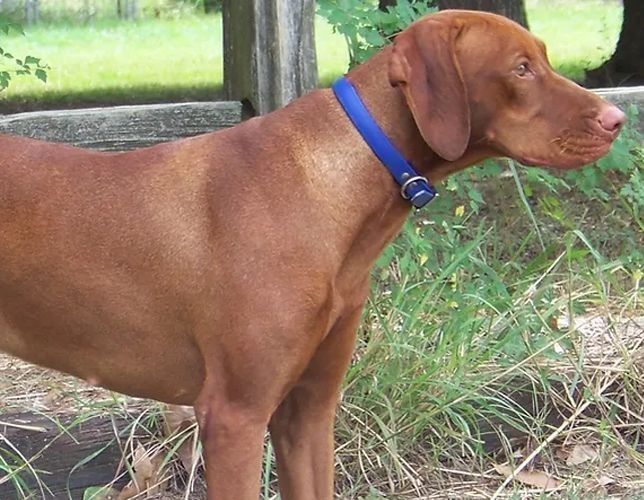 A brown dog wearing a blue collar is standing in the grass.