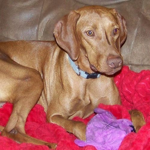 A brown dog with a blue collar is laying on a red blanket.