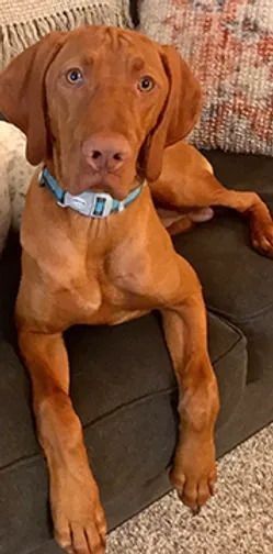 A brown dog is laying on a couch wearing a blue collar.