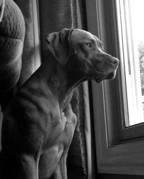 A black and white photo of a dog looking out a window.