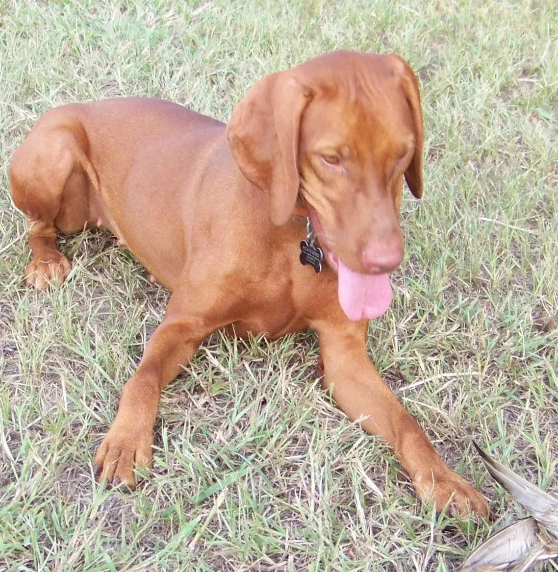 Gunner & Rica Litter