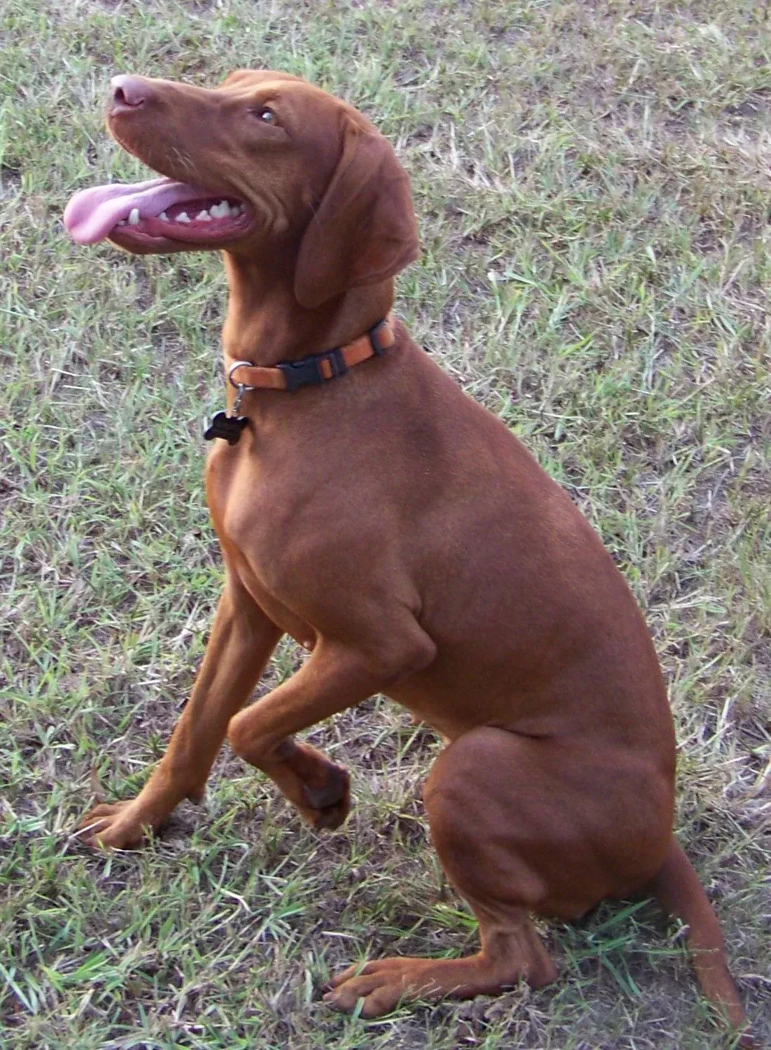 Gunner & Rica Litter