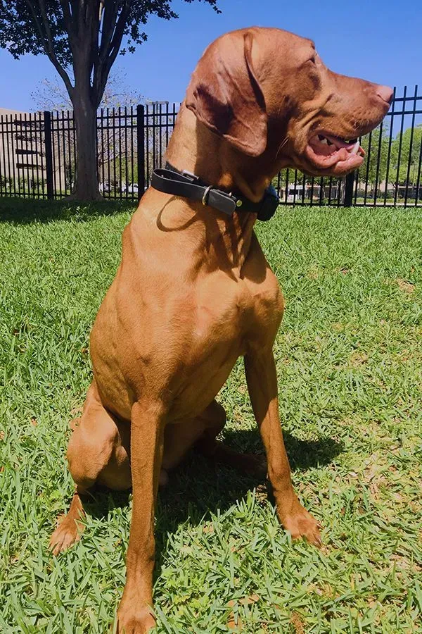 SAM – Houston, TX