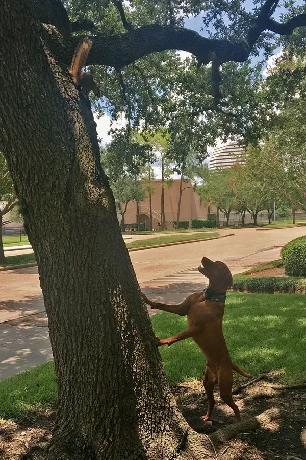 SAM – Houston, TX