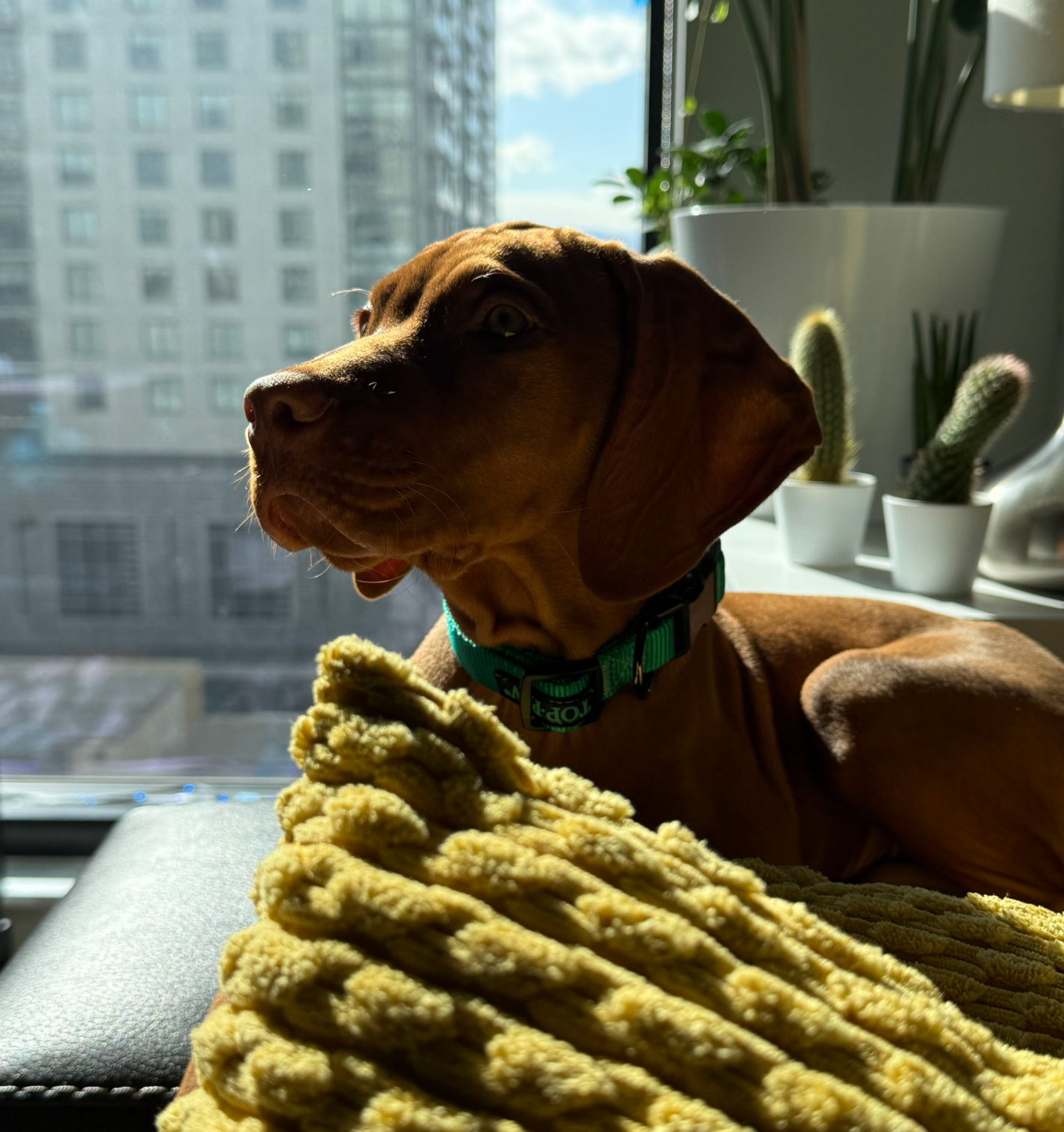 A brown dog wearing a green collar is laying on a yellow blanket.