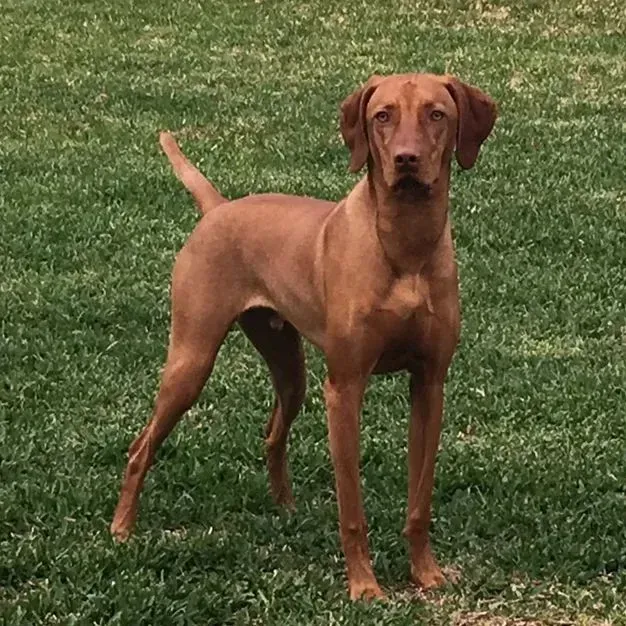 VINNY – Austin, TX