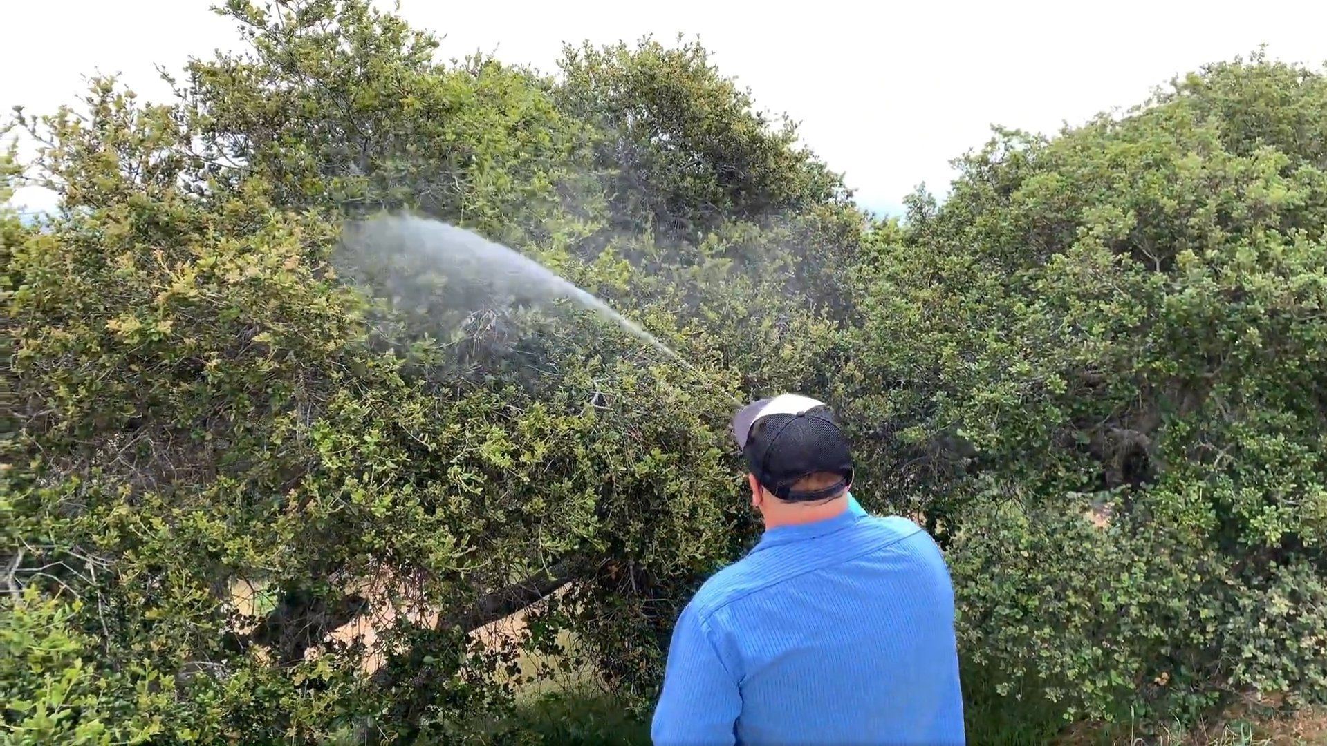 Oak Tree Spraying — Spraying the Grass in Salinas, CA