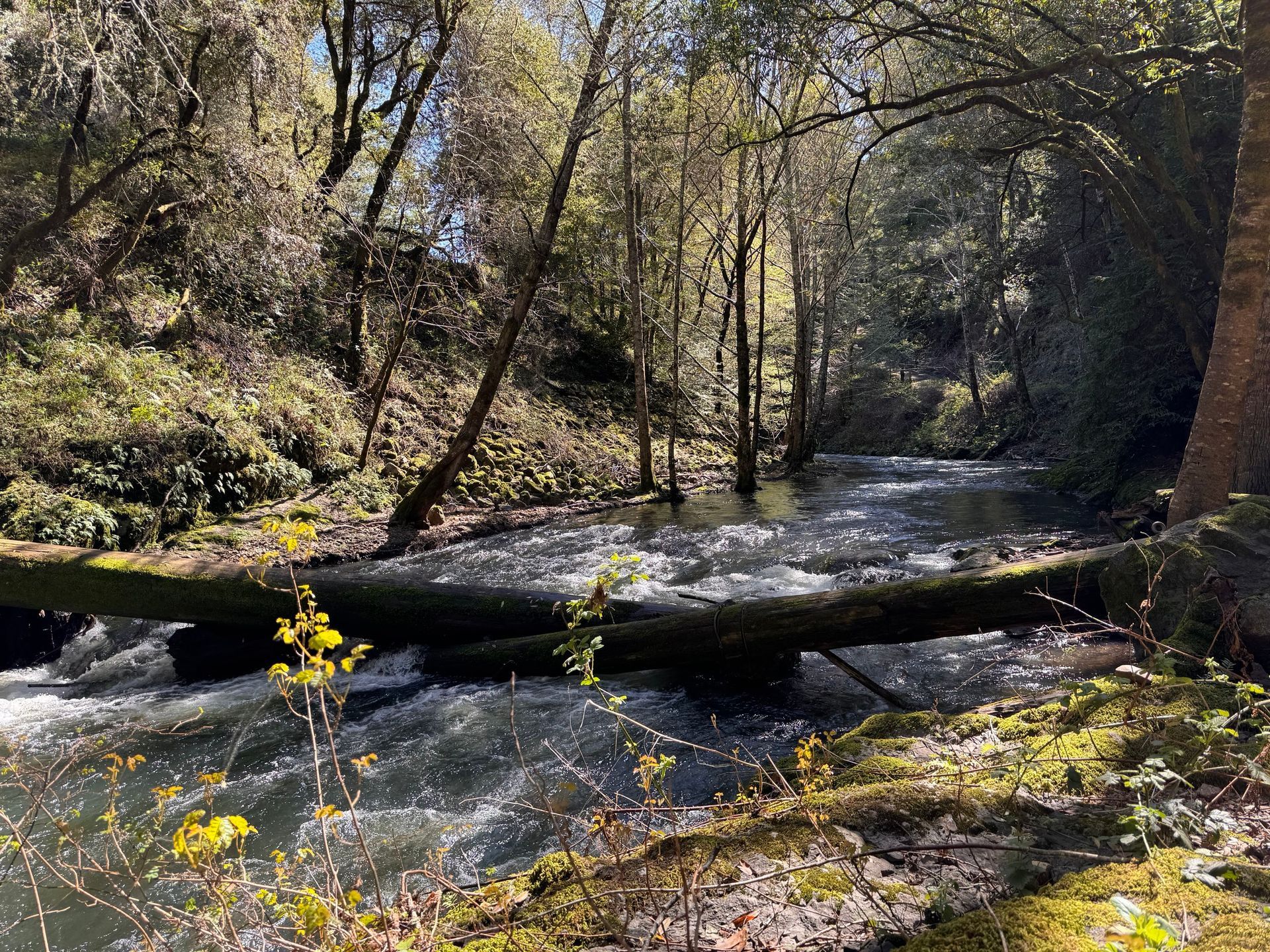 A river flowing through a forest with a log in the middle of it.