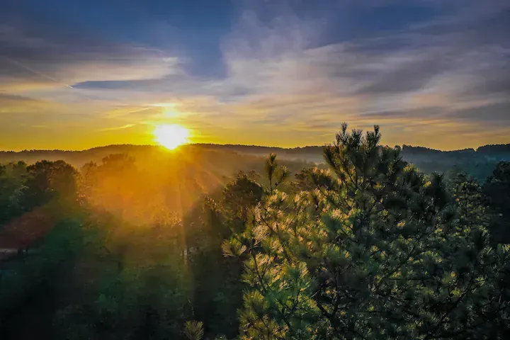 The sun is setting over a forest with trees in the foreground.