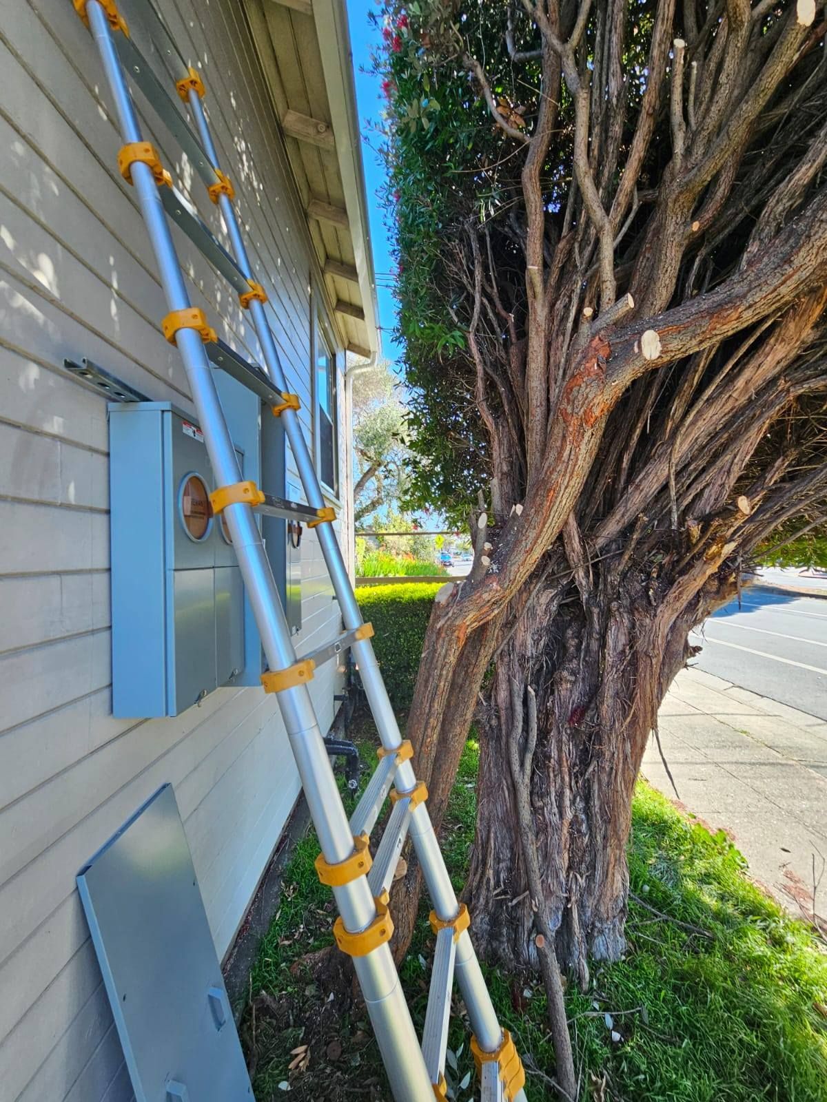 A ladder is leaning against a tree next to a house.