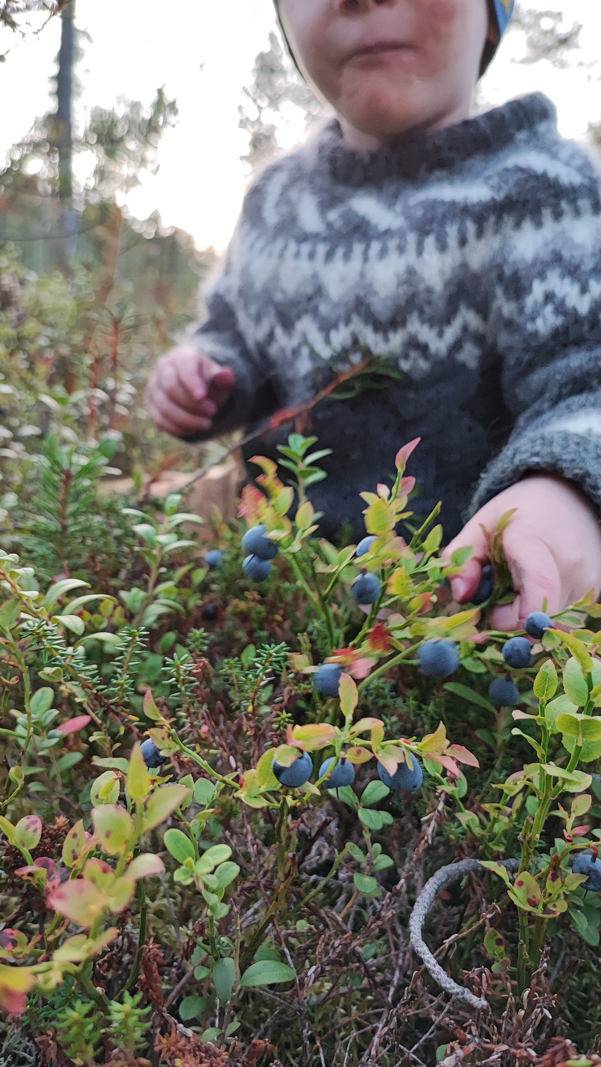 Berry picking in lapland Utsjoki