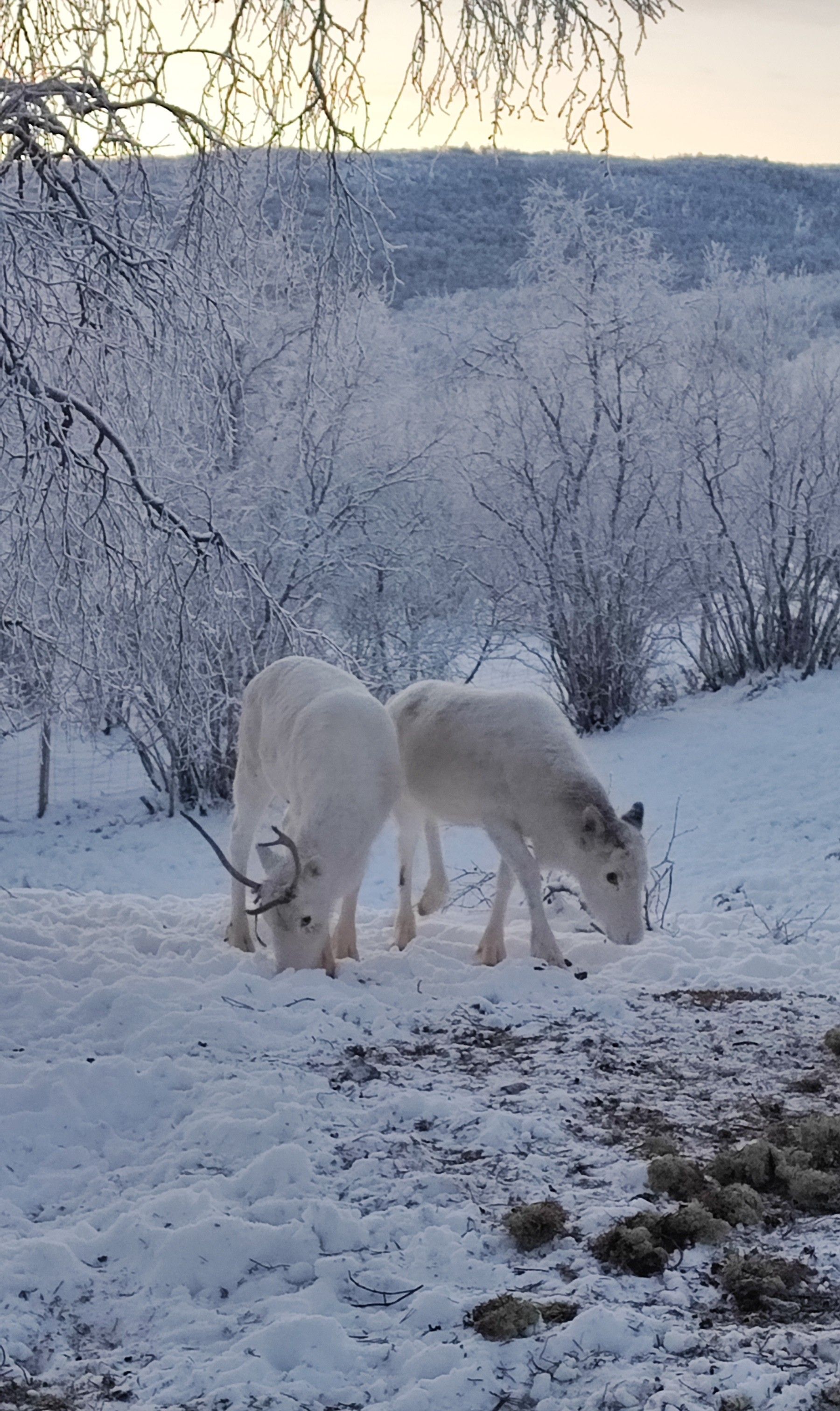 Reindeer farm visit in Utsjoki, Northernmost Finnish Lapland