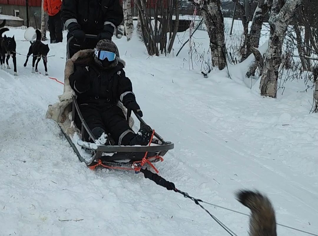 Husky sledding with wooden sleds.