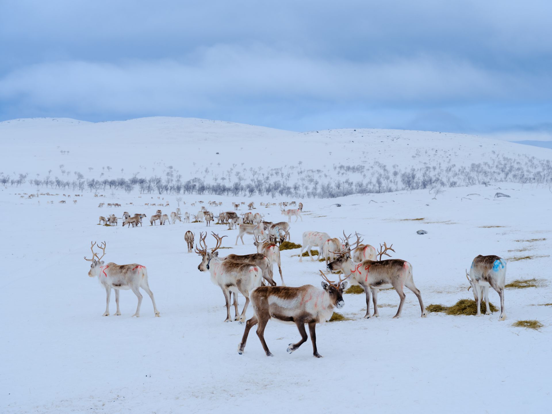 Sámi reindeer herding culture in wilderness