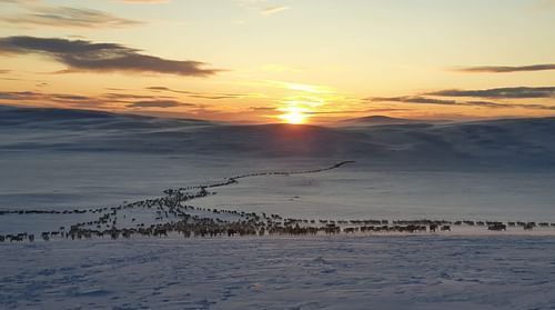 Indigenous Sámi reindeer herding