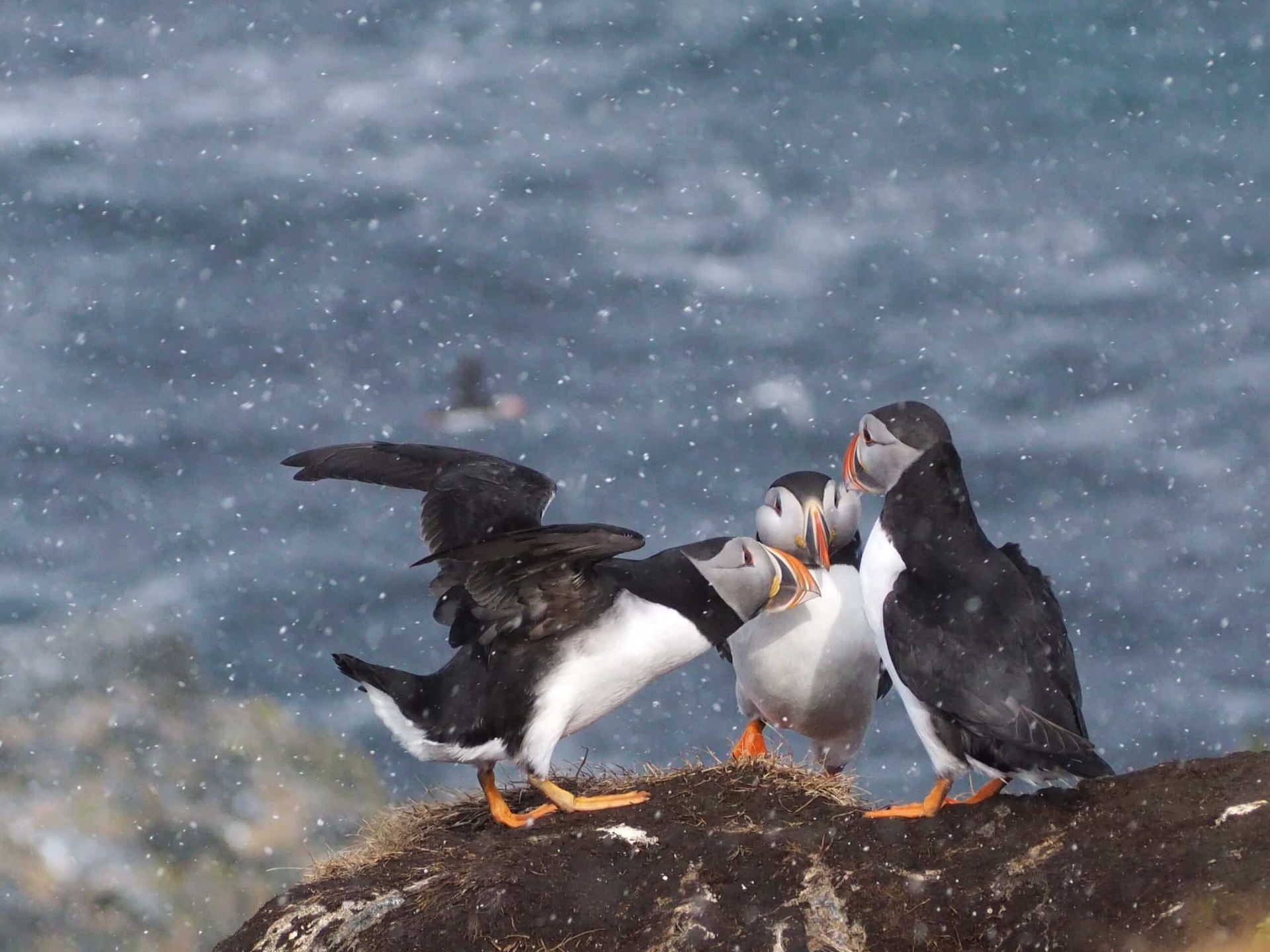 Puffins on Explore 70 tour in North Varanger