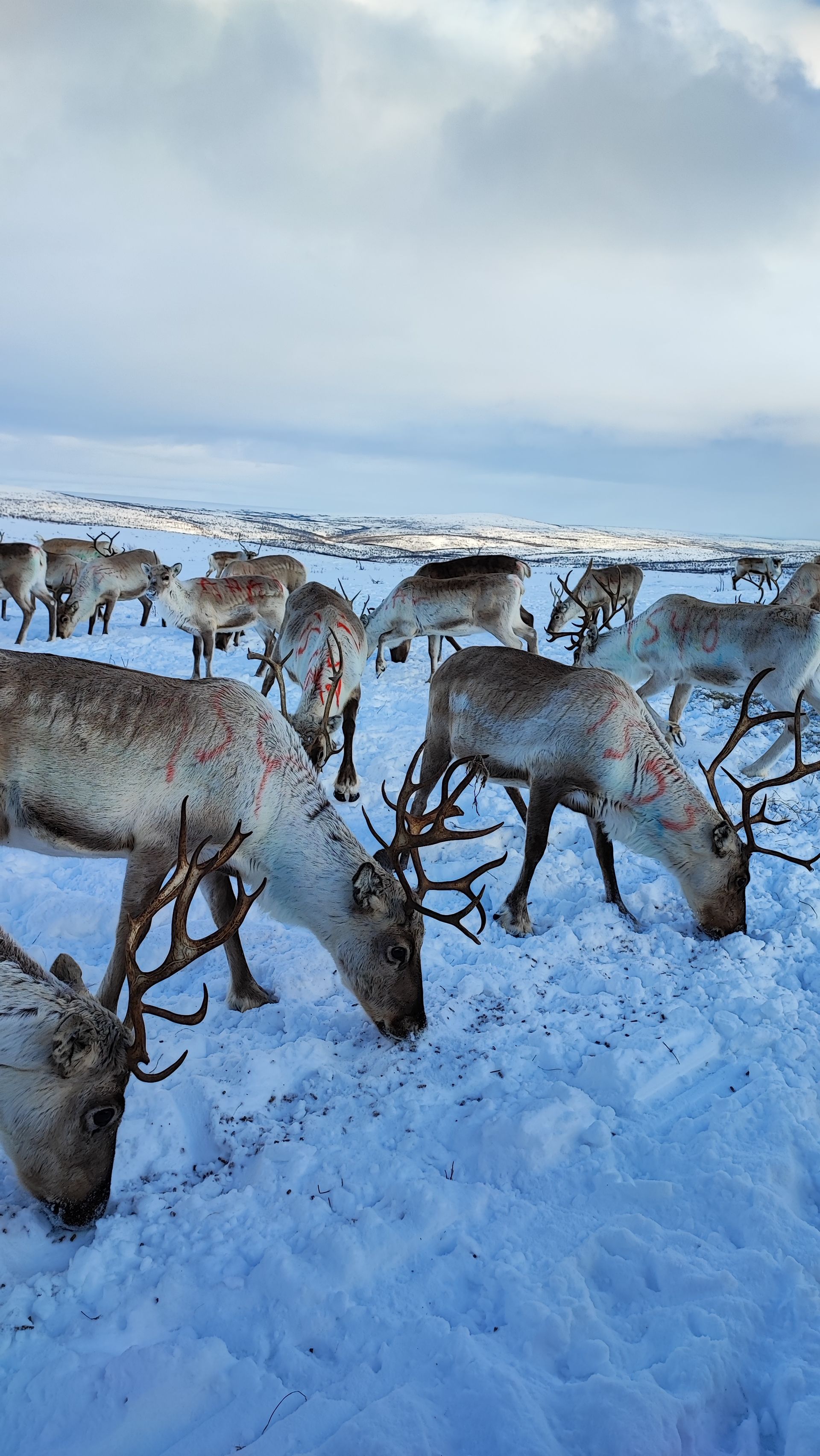 Indigenous Sámi reindeer herding on tundra