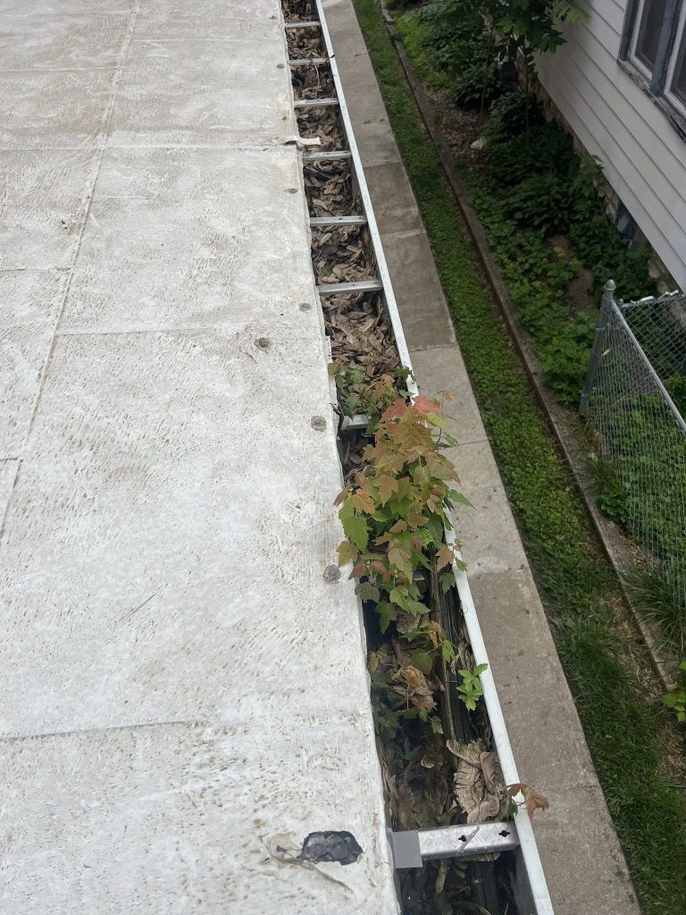 A clogged gutter filled with debris and a small green sapling growing along the side of a building.