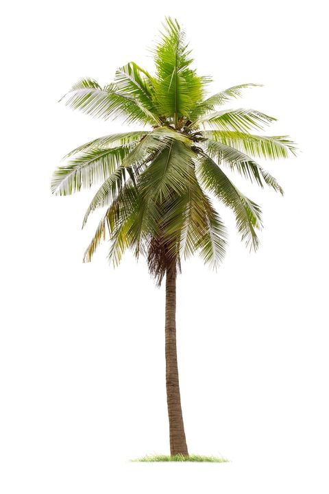 Palm Tree Care - San Diego County, CA - Xtreme Arborists