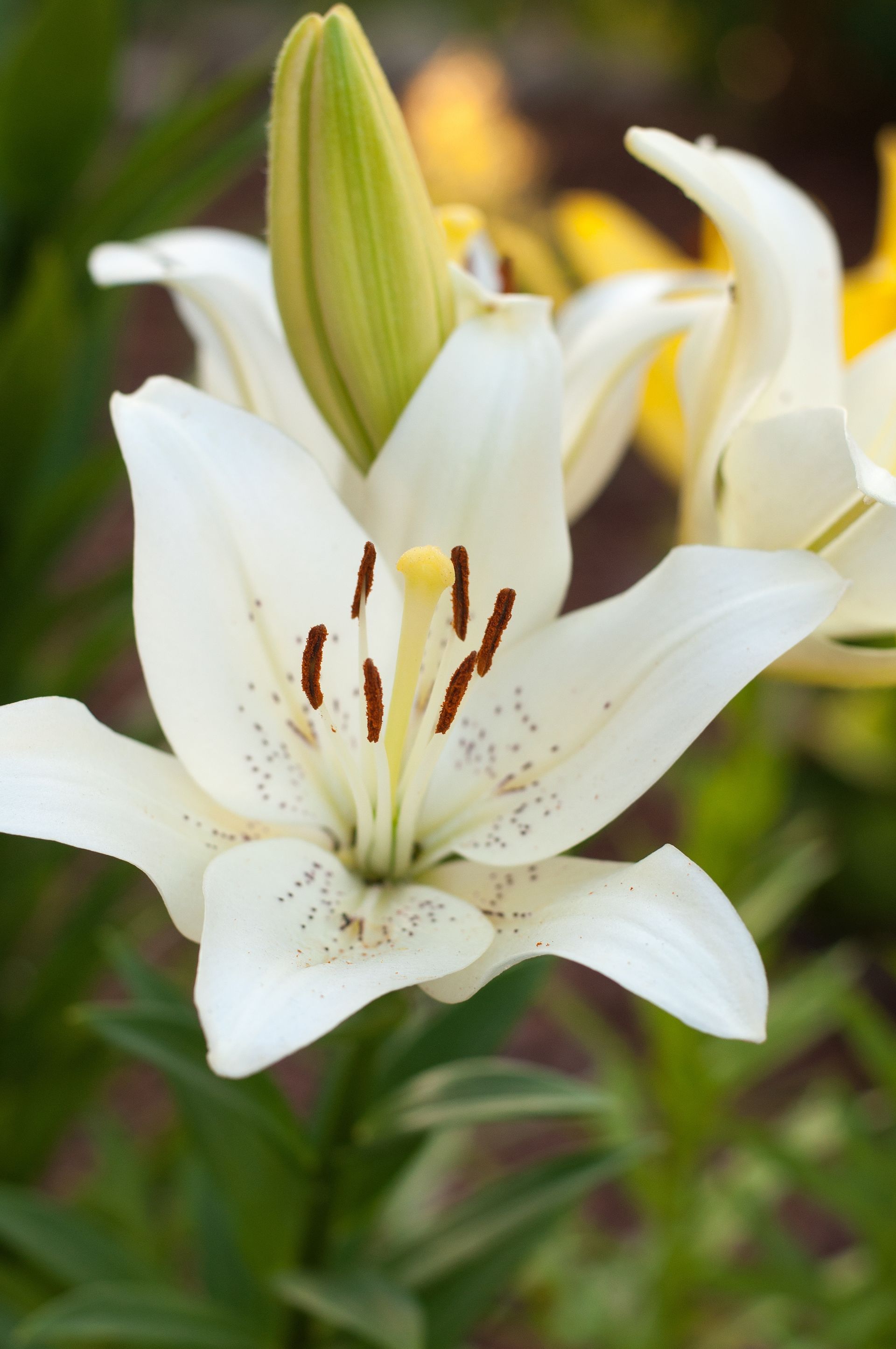 A white flower with a yellow center on a black background