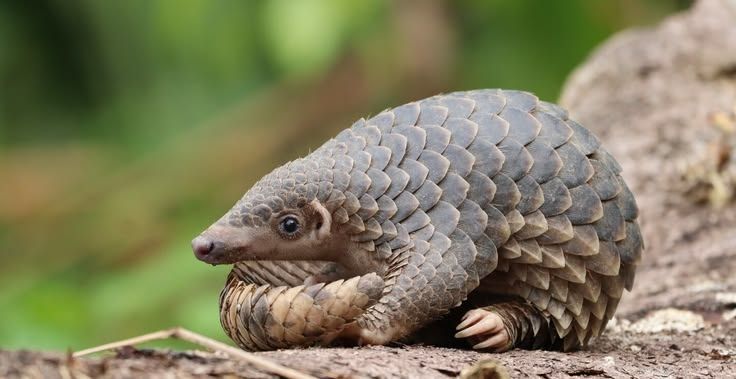 Pangolin curled up on a rock, showing gray overlapping scales against a blurred green background