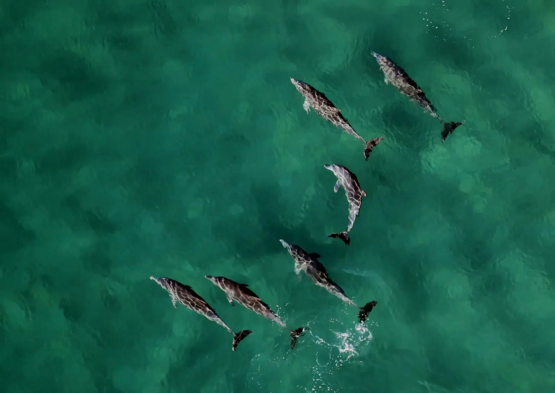 An aerial view of a pod of seven dolphins swimming together in clear, turquoise ocean water.