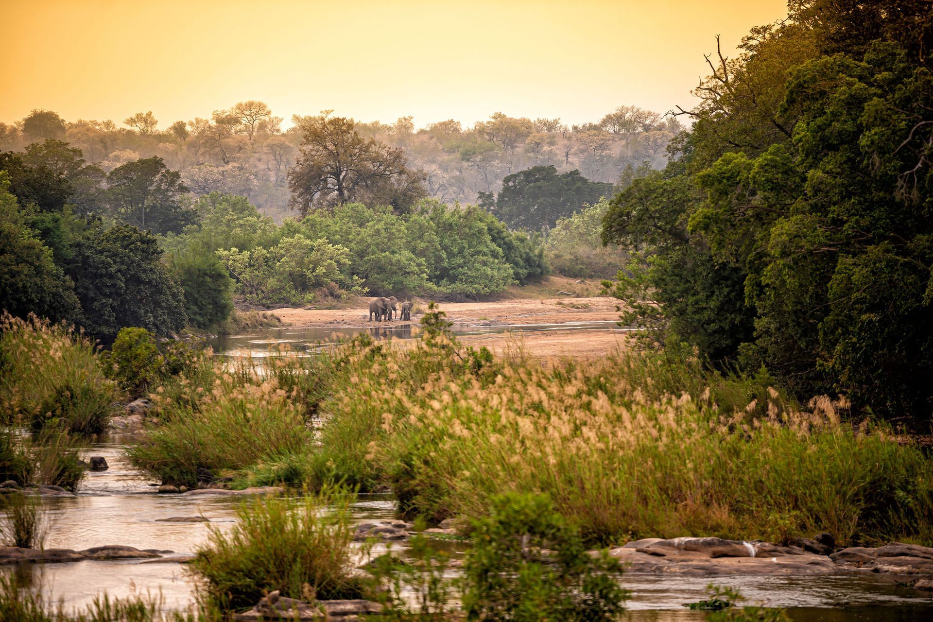 A small group of elephants stands near a winding river, surrounded by lush green trees and tall golden grass at sunset.