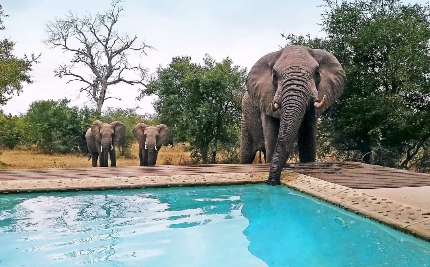 Elephants at a watering hole, one drinking from a blue pool beside trees and dry ground.