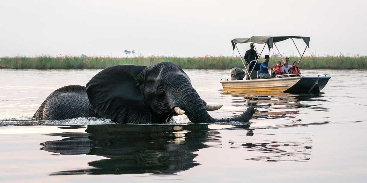 Elephant wading through water beside a small boat with passengers on a calm river