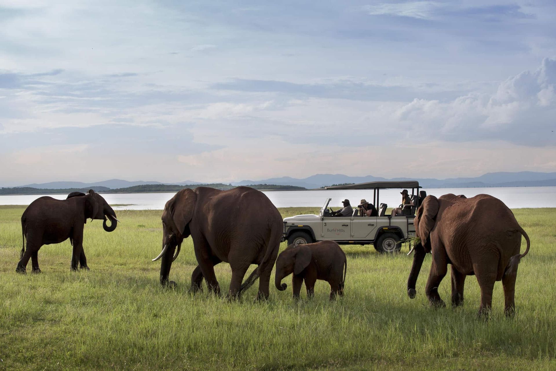 Elephants grazing on a grassy plain beside a safari vehicle under a cloudy sky