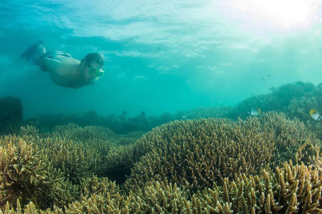 Swimmer underwater above a coral reef in clear turquoise sea