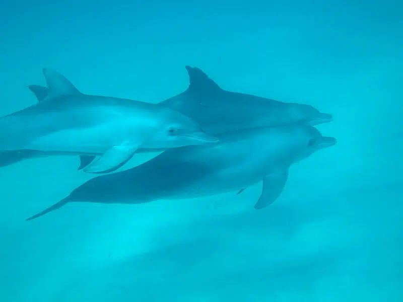 Two dolphins swimming together in blue water