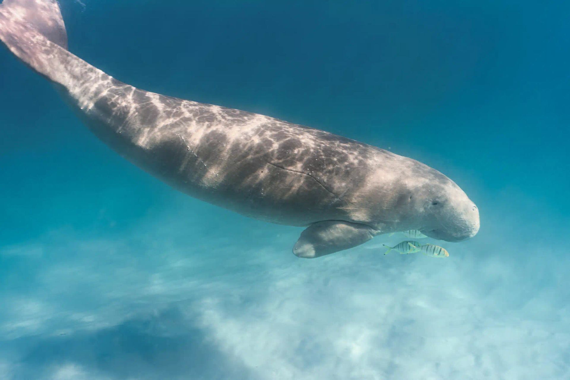 Manatee swimming underwater in clear blue ocean, seen from above