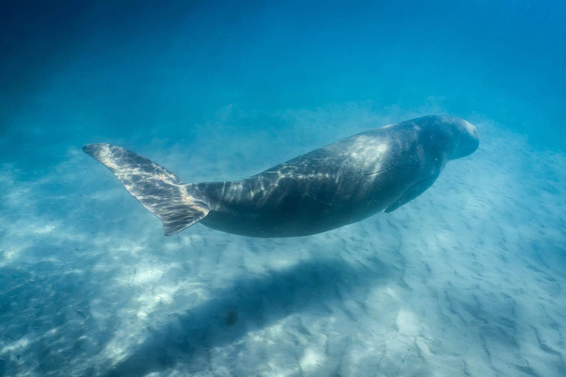 A gray seal swimming underwater over a sandy seabed in clear blue water