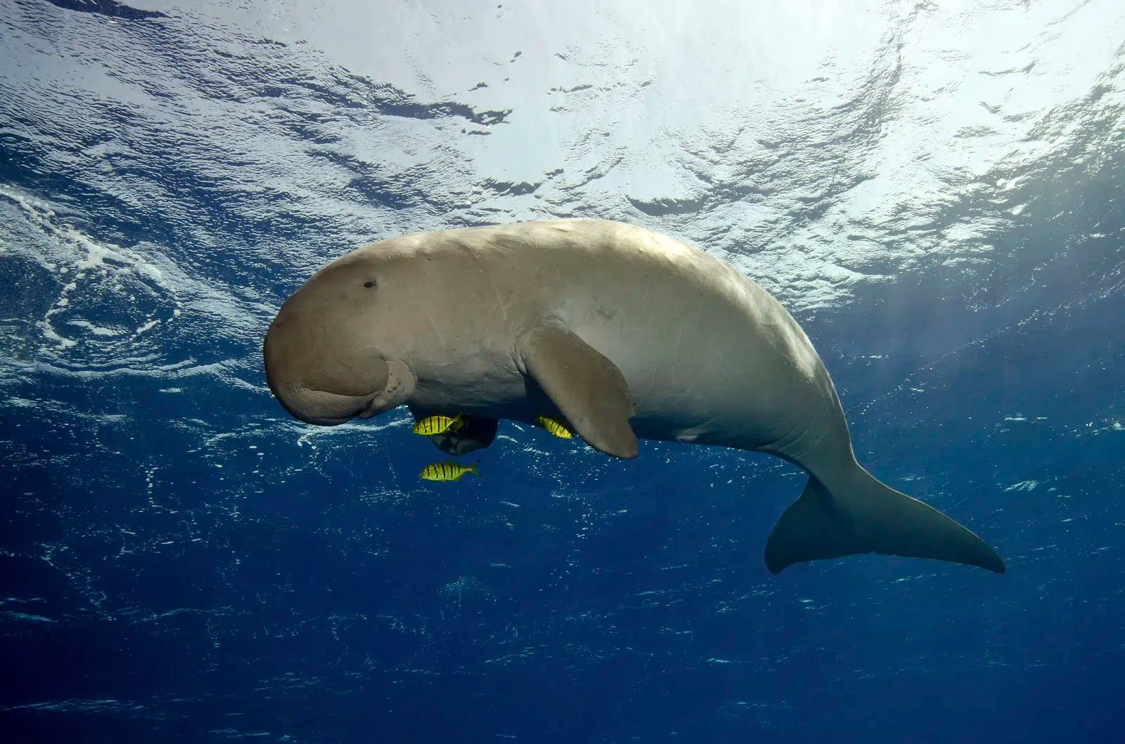 Dugong swimming underwater in clear blue ocean, viewed from below.