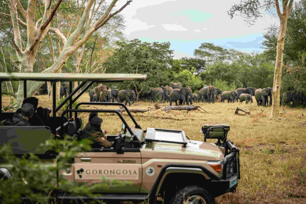 Safari jeep observing a herd of elephants in a grassy savanna, with trees in the background