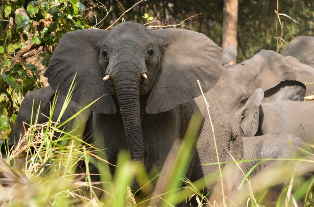 Gorongosa has between 800 and 1000 of these beautiful animals today. Each family is led by the oldest, wisest female elephant.