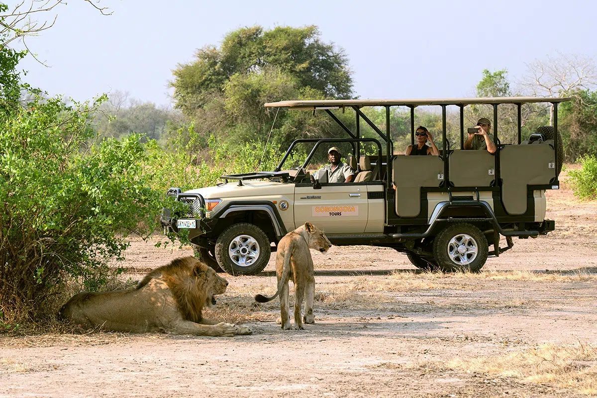 Safari jeep parked near a lion and a standing antelope in dry brushland
