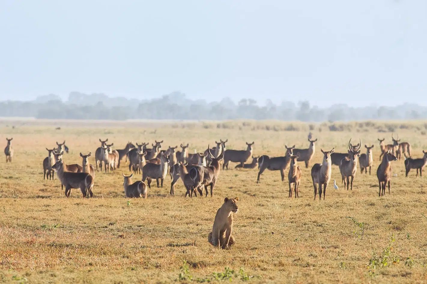 Herd of antelope in a dry grassy plain under a hazy sky, with one sitting in the foreground
