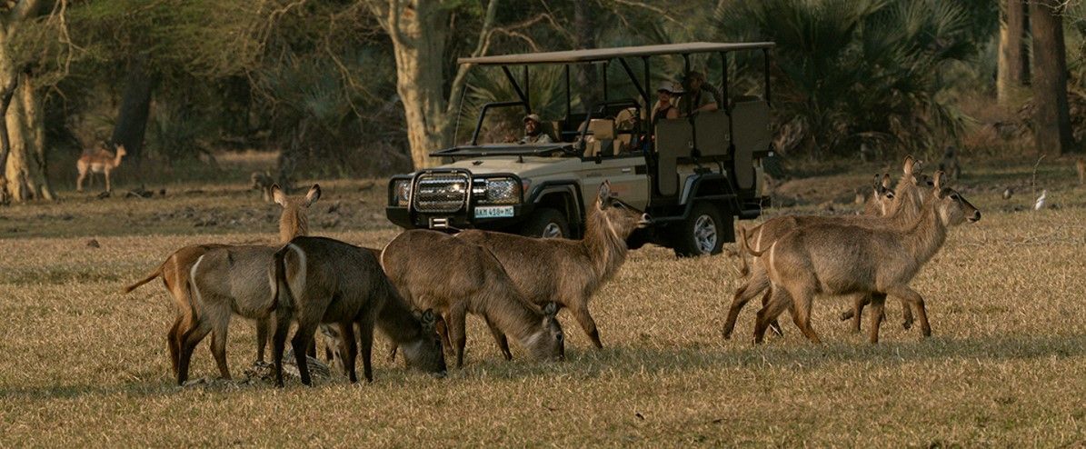 A herd of waterbuck crosses a dry field in front of a safari vehicle in the savanna.
