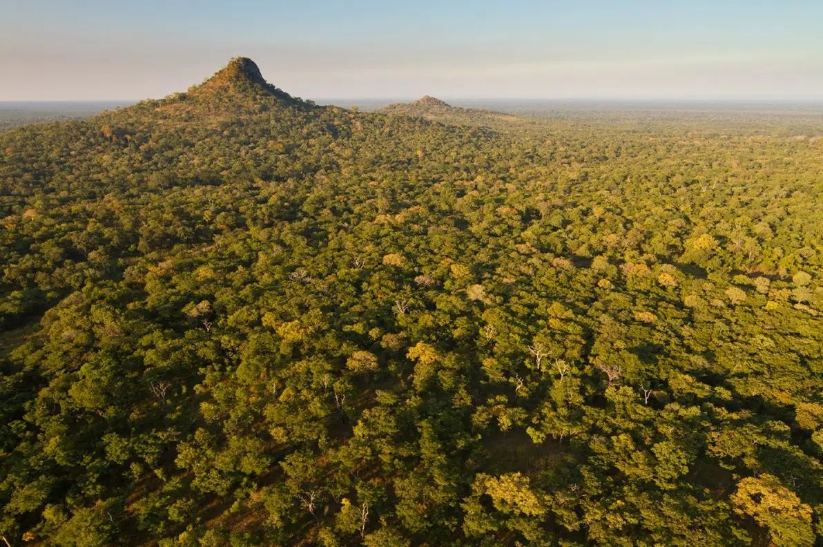 Experience the untamed beauty of Gorongosa National Park and encounter breathtaking wildlife!
