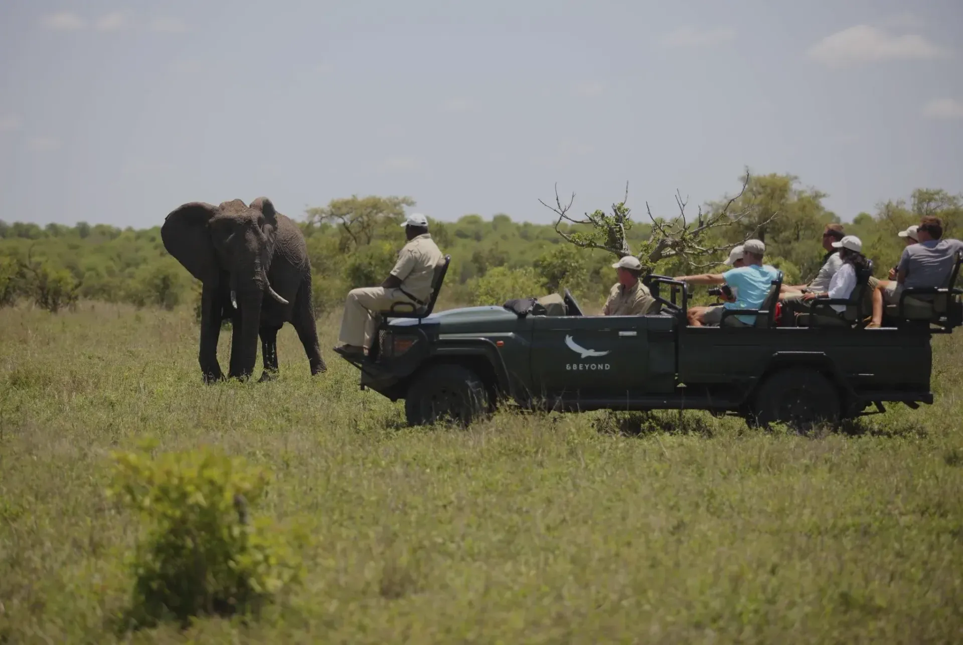 Elephants and safari tourists in an open vehicle in a grassy savanna.
