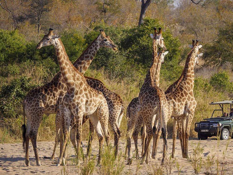 Several giraffes standing in dry grassland near a safari vehicle