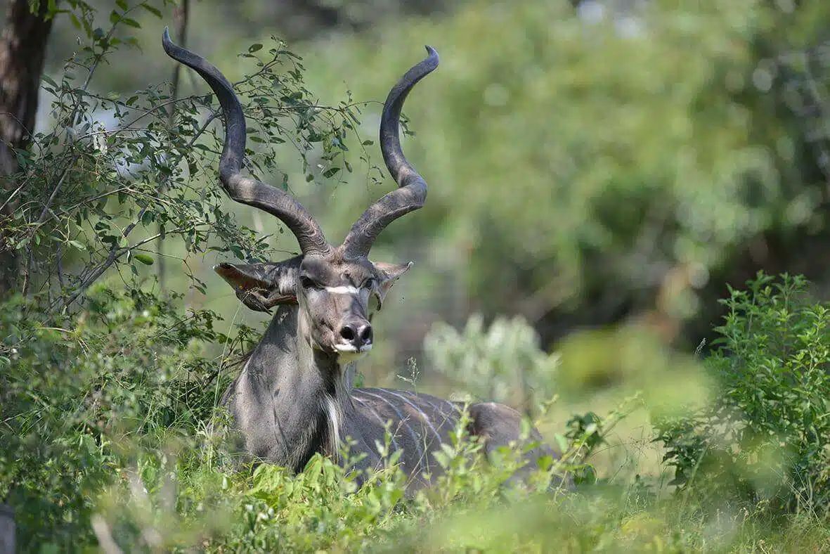 Deer with large antlers standing in green foliage