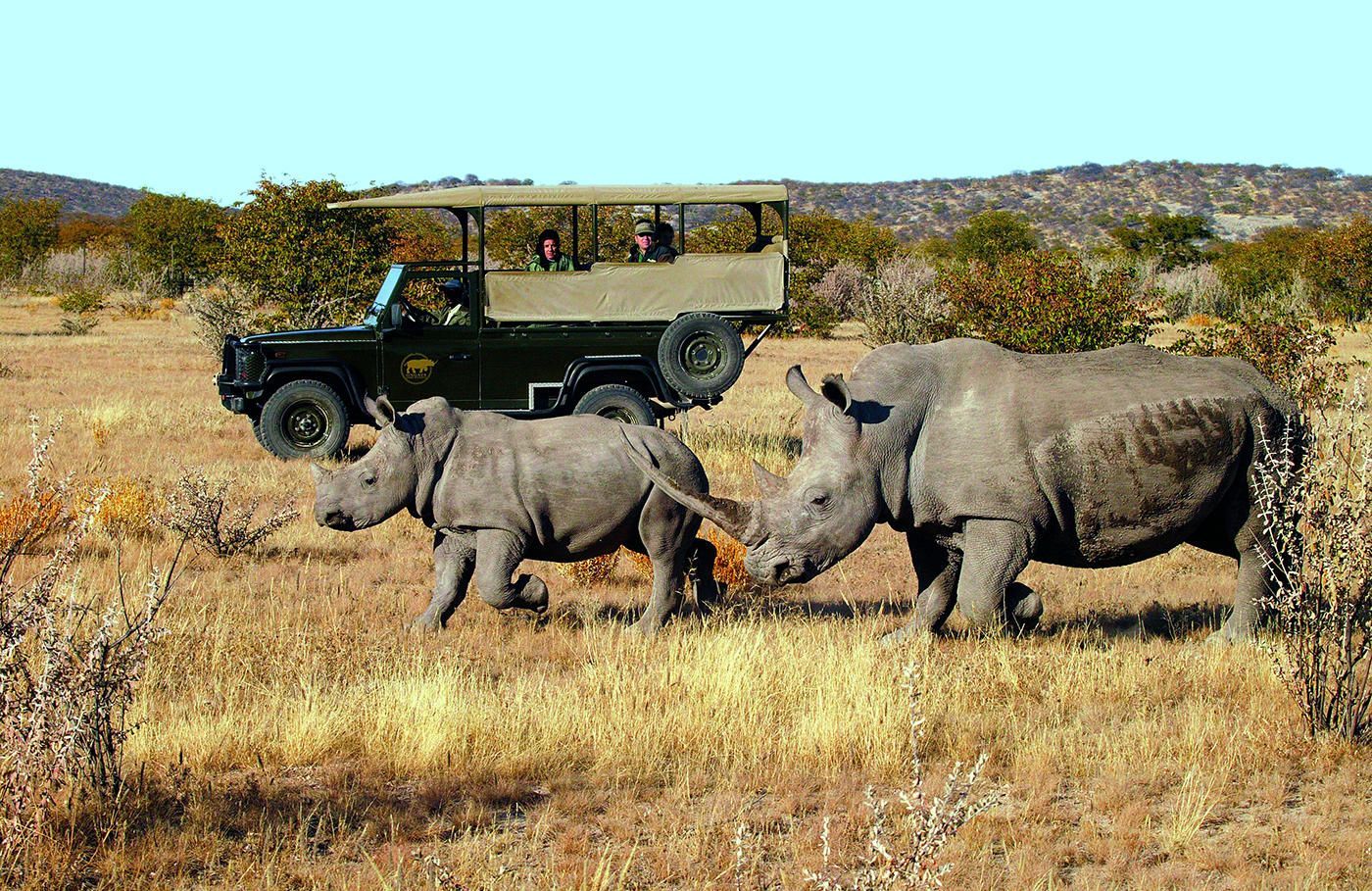 Two rhinos crossing dry grassland near a safari jeep in the background