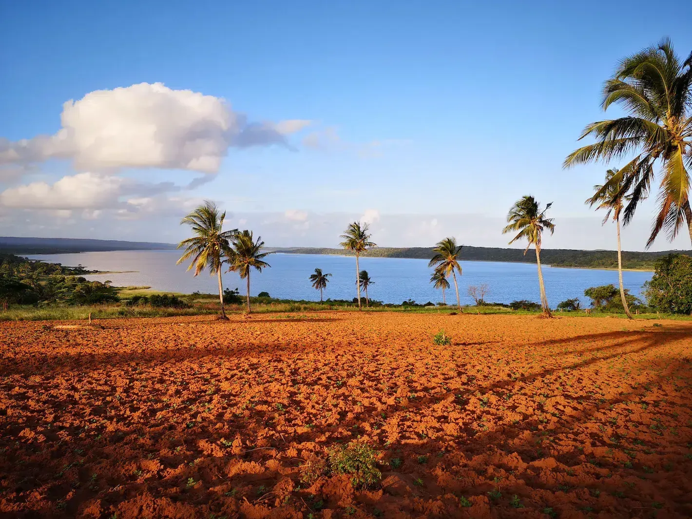 Tropical beach with palm trees, blue water, and a reddish sandy shore under a bright sky