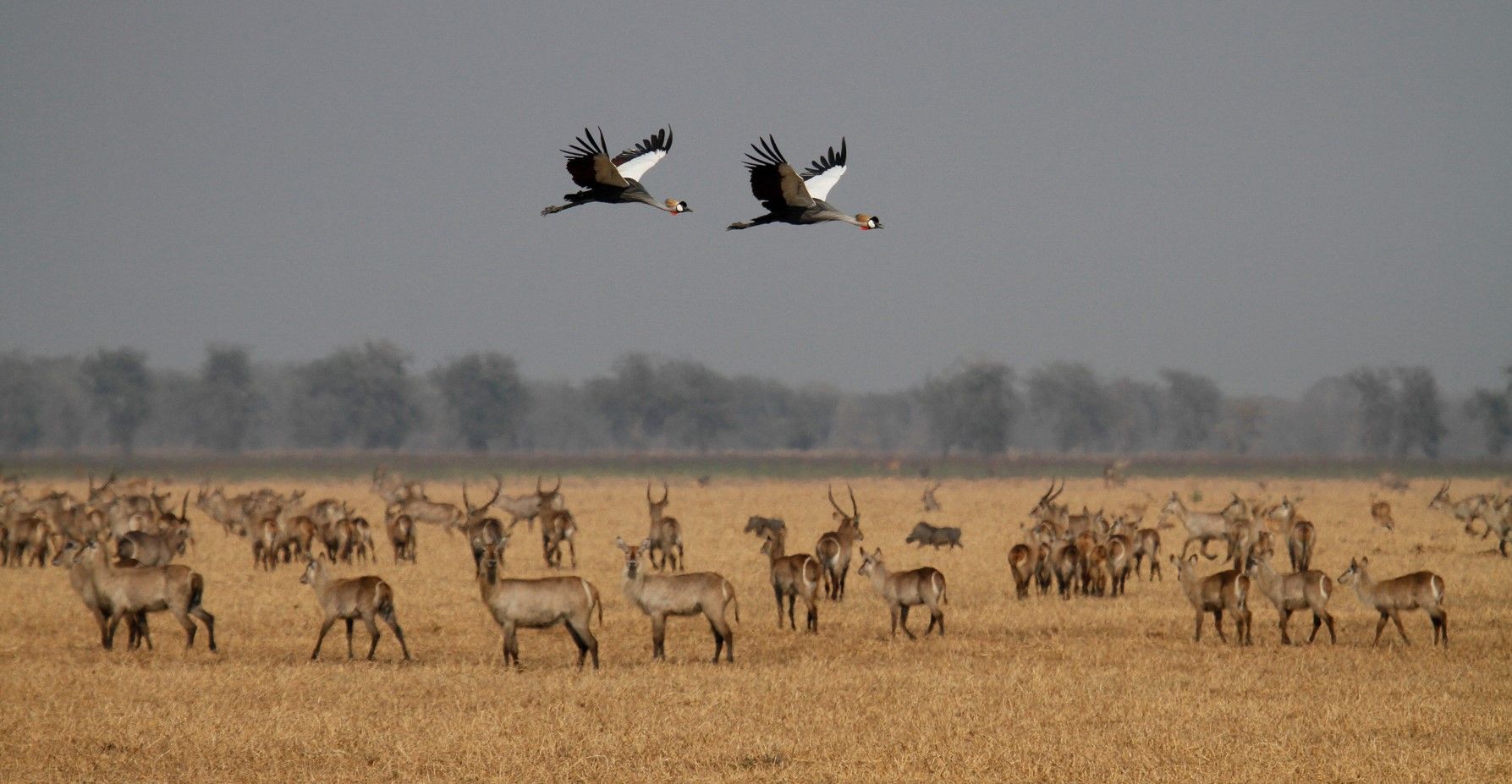 A herd of antelope in a dry grassland as two birds fly overhead under a gray sky.