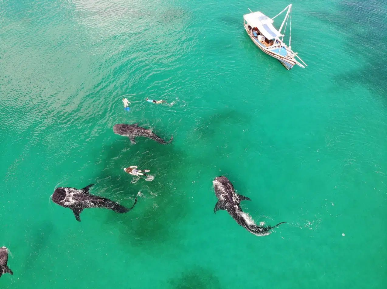 Overhead view of whales swimming in turquoise water near a small boat with swimmers nearby