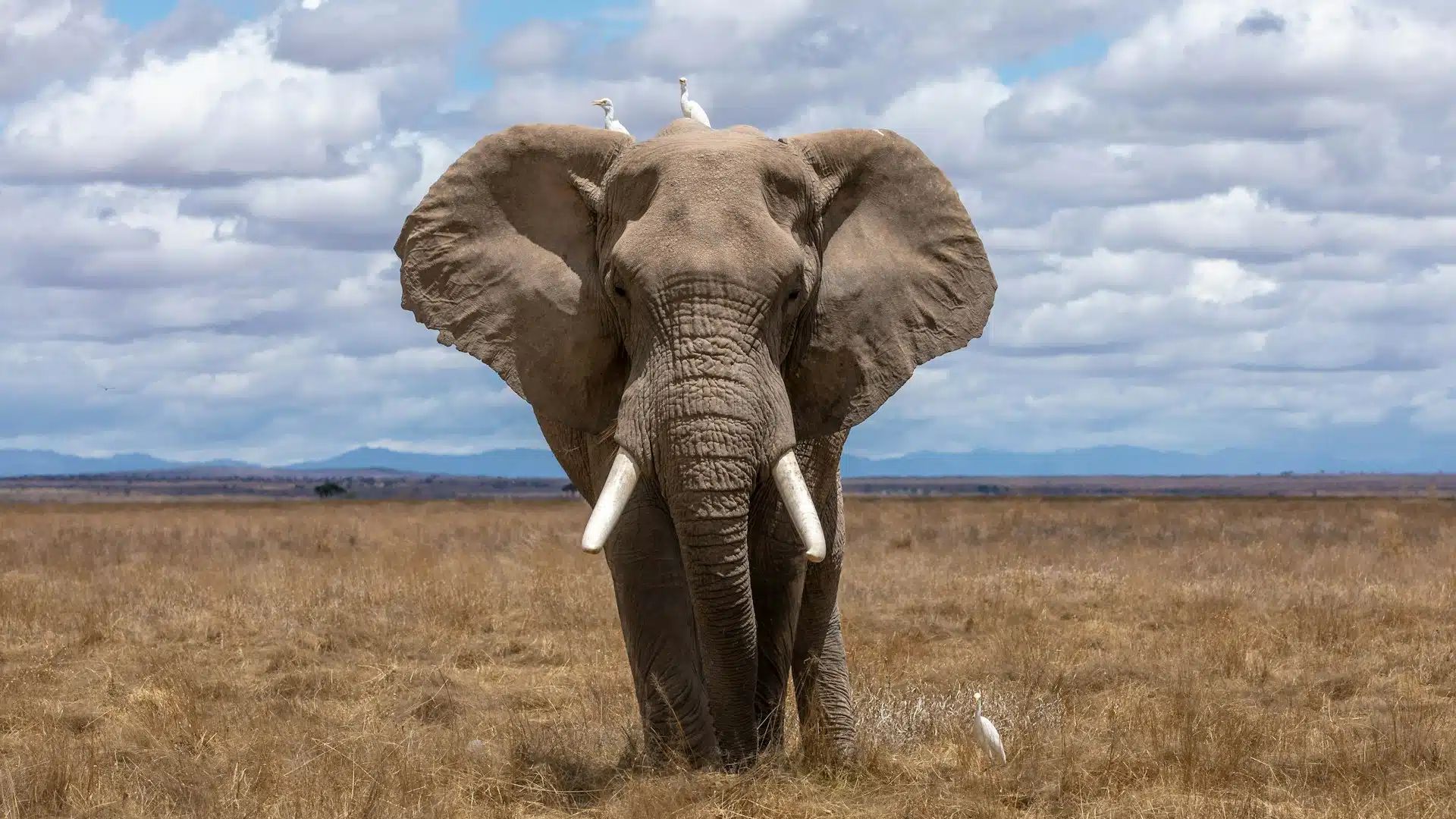 Need help remembering which is an African elephant and which is an Asian elephant? Check out their ears! African elephant ears are, rather helpfully, the shape of Africa.