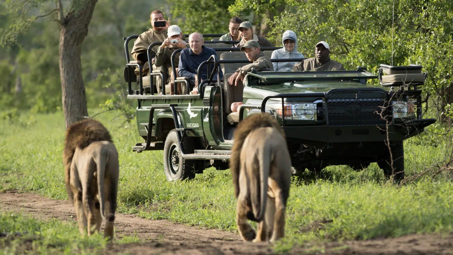 Safari vehicle driving behind two elephants on a grassy dirt road in a wildlife reserve